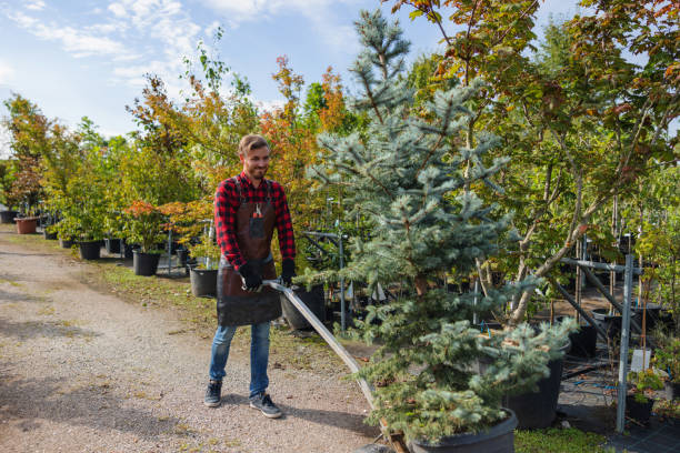 Tree Root Removal in Lechee, AZ